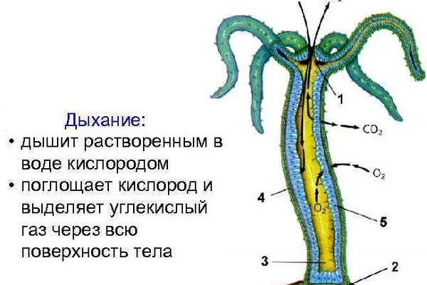 Kraken россия